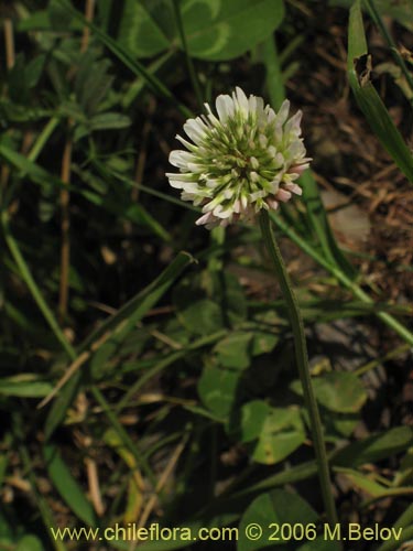 Imágen de Trifolium repens (). Haga un clic para aumentar parte de imágen.