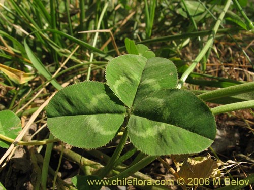 Image of Trifolium repens (). Click to enlarge parts of image.