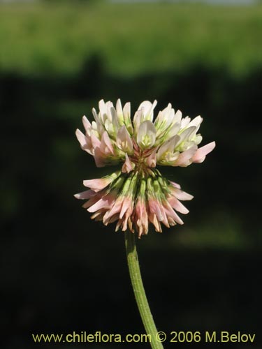 Imágen de Trifolium repens (). Haga un clic para aumentar parte de imágen.