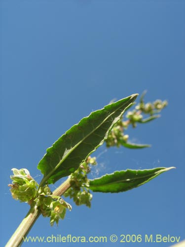 Imágen de Planta no identificada sp. #2405 (). Haga un clic para aumentar parte de imágen.