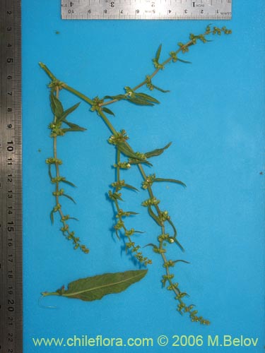 Фотография Не определенное растение sp. #2405 (). Щелкните, чтобы увеличить вырез.