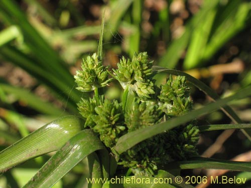 Bild von Cyperus sp. #1835 (). Klicken Sie, um den Ausschnitt zu vergrössern.