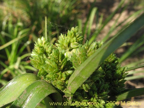 Bild von Cyperus sp. #1835 (). Klicken Sie, um den Ausschnitt zu vergrössern.