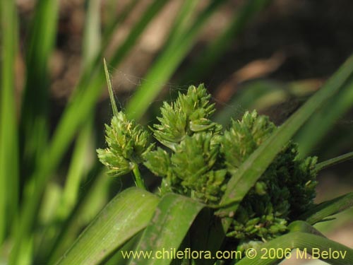 Cyperus sp. #1835の写真