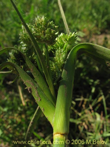 Cyperus sp. #1835의 사진