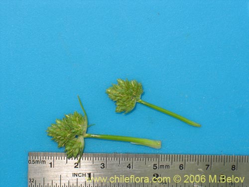 Cyperus sp. #1835의 사진