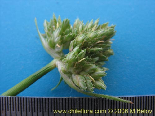 Cyperus sp. #1835의 사진