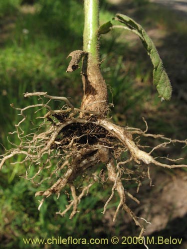 Image of Bartsia trixago (Belardia / Cuatro caras). Click to enlarge parts of image.