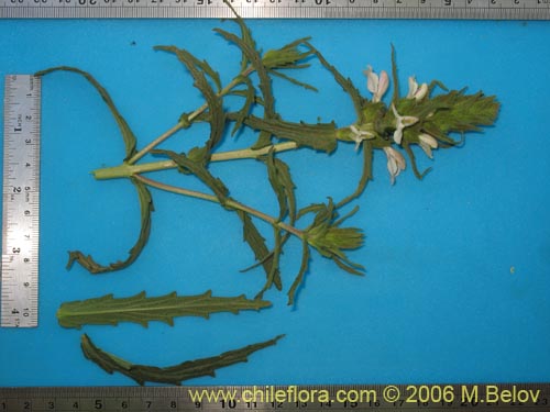 Image of Bartsia trixago (Belardia / Cuatro caras). Click to enlarge parts of image.