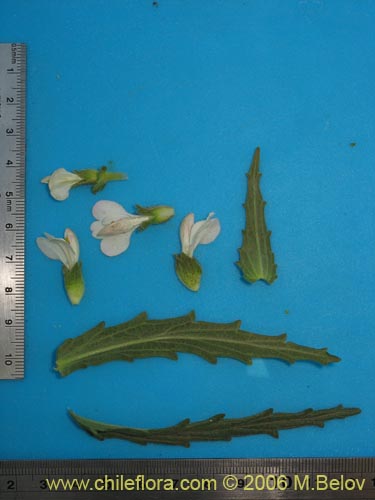 Image of Bartsia trixago (Belardia / Cuatro caras). Click to enlarge parts of image.