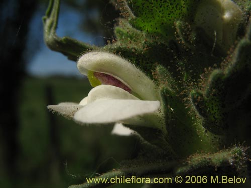 Image of Bartsia trixago (Belardia / Cuatro caras). Click to enlarge parts of image.