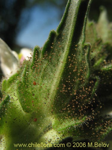 Image of Bartsia trixago (Belardia / Cuatro caras). Click to enlarge parts of image.