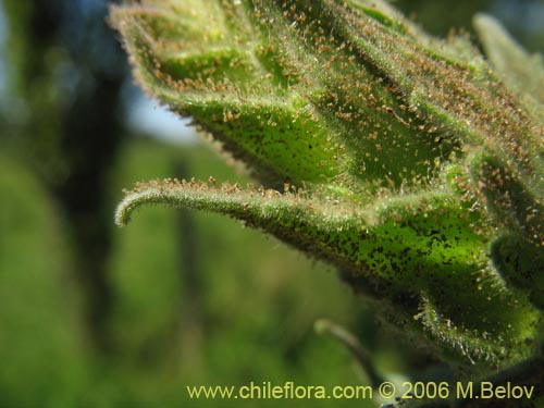 Bild von Bartsia trixago (Belardia / Cuatro caras). Klicken Sie, um den Ausschnitt zu vergrössern.