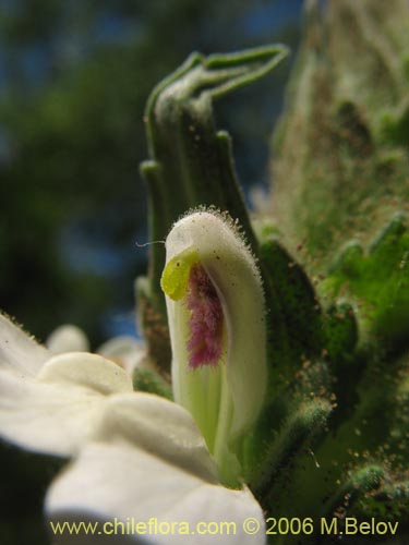 Фотография Bartsia trixago (Belardia / Cuatro caras). Щелкните, чтобы увеличить вырез.