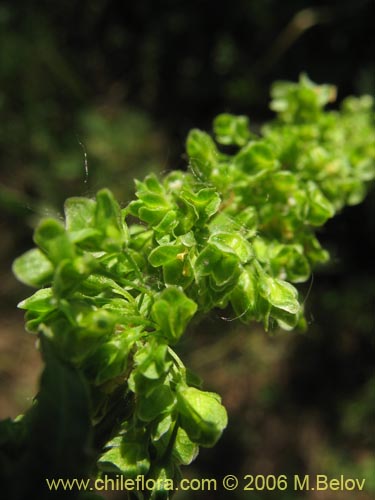 Imágen de Planta no identificada sp. #2329 (). Haga un clic para aumentar parte de imágen.