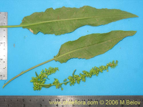 Image of Unidentified Plant sp. #2329 (). Click to enlarge parts of image.