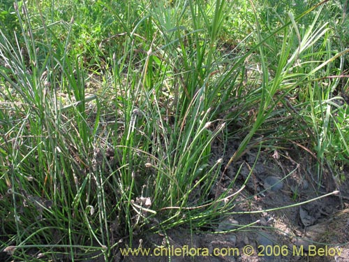 Imágen de Eleocharis sp. #3089 (). Haga un clic para aumentar parte de imágen.