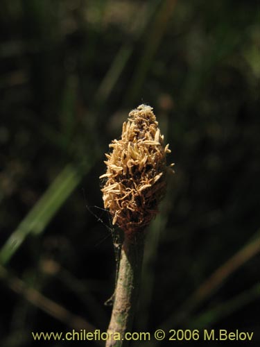 Eleocharis sp. #3089の写真