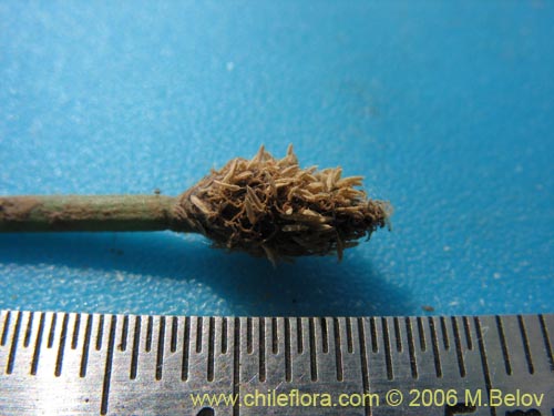 Image of Eleocharis sp. #3089 (). Click to enlarge parts of image.