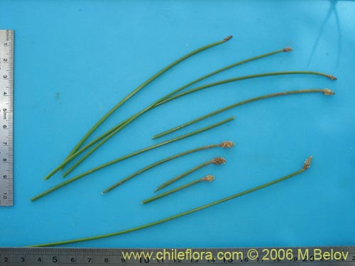 Image of Eleocharis sp. #3089 (). Click to enlarge parts of image.