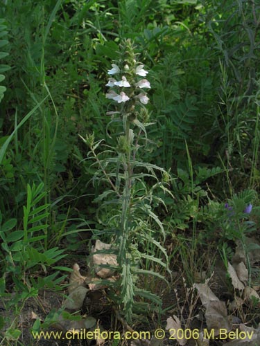 Image of Bartsia trixago (Belardia / Cuatro caras). Click to enlarge parts of image.