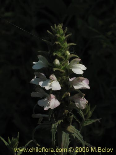 Image of Bartsia trixago (Belardia / Cuatro caras). Click to enlarge parts of image.