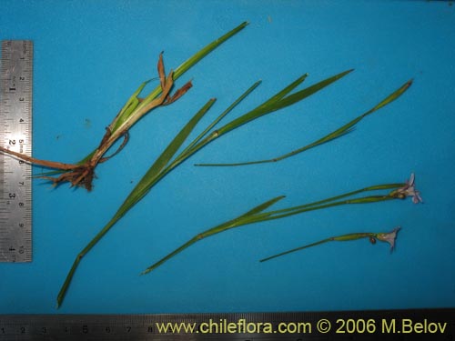 Image of Sisyrinchium chilense (Huilmo / Huilmo azul). Click to enlarge parts of image.