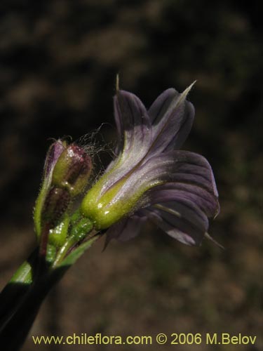 Bild von Sisyrinchium chilense (Huilmo / Huilmo azul). Klicken Sie, um den Ausschnitt zu vergrössern.