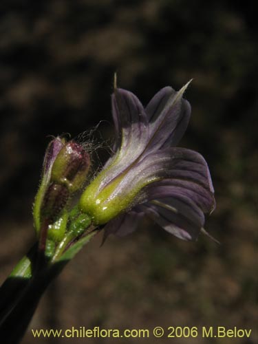 Image of Sisyrinchium chilense (Huilmo / Huilmo azul). Click to enlarge parts of image.