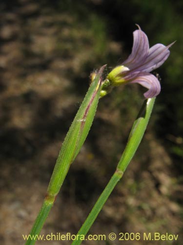 Image of Sisyrinchium chilense (Huilmo / Huilmo azul). Click to enlarge parts of image.