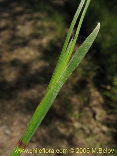 Image of Sisyrinchium chilense (Huilmo / Huilmo azul). Click to enlarge parts of image.