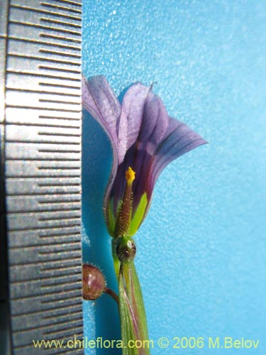 Фотография Sisyrinchium chilense (Huilmo / Huilmo azul). Щелкните, чтобы увеличить вырез.
