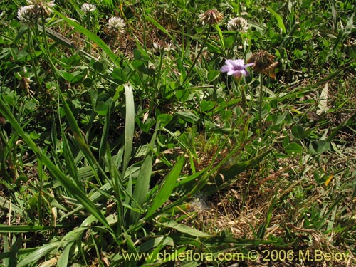 Imágen de Sisyrinchium chilense (Huilmo / Huilmo azul). Haga un clic para aumentar parte de imágen.