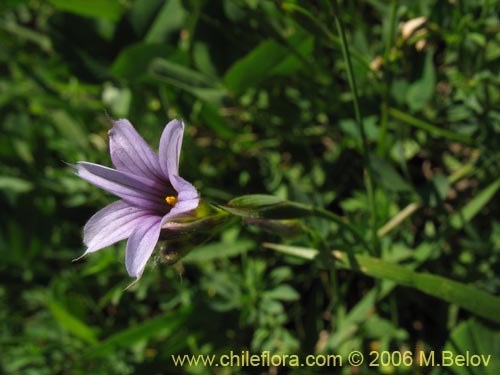 Image of Sisyrinchium chilense (Huilmo / Huilmo azul). Click to enlarge parts of image.