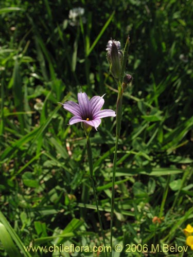 Image of Sisyrinchium chilense (Huilmo / Huilmo azul). Click to enlarge parts of image.