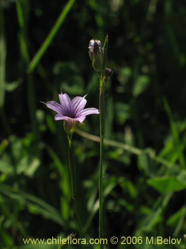 Imágen de Sisyrinchium chilense (Huilmo / Huilmo azul). Haga un clic para aumentar parte de imágen.