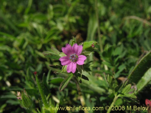 Imágen de Geranium sp. #1483 (). Haga un clic para aumentar parte de imágen.