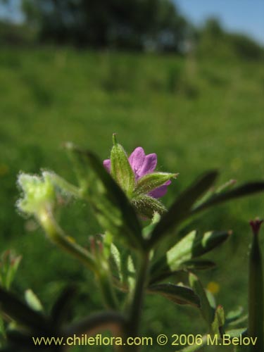 Geranium sp. #1483の写真