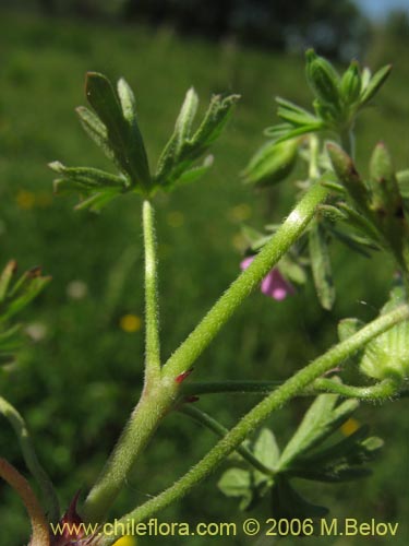 Image of Geranium sp. #1483 (). Click to enlarge parts of image.