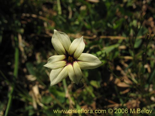 Image of Sisyrinchium chilense (Huilmo / Huilmo azul). Click to enlarge parts of image.