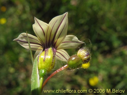 Imágen de Sisyrinchium chilense (Huilmo / Huilmo azul). Haga un clic para aumentar parte de imágen.