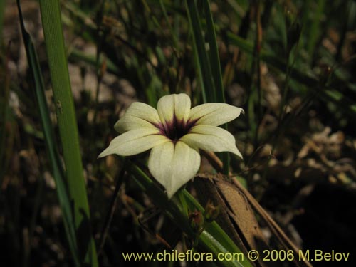 Imágen de Sisyrinchium chilense (Huilmo / Huilmo azul). Haga un clic para aumentar parte de imágen.