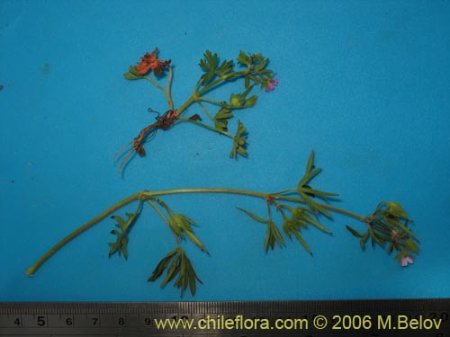 Image of Geranium sp. #1483 (). Click to enlarge parts of image.