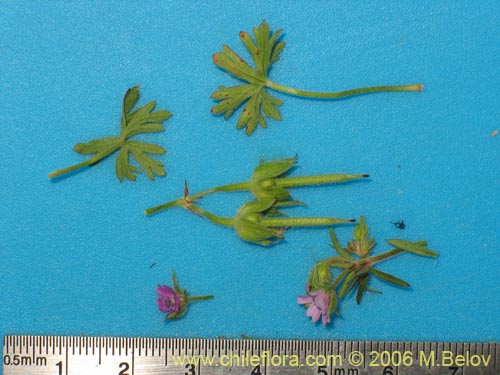 Image of Geranium sp.   #1483 (). Click to enlarge parts of image.