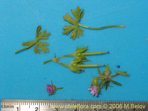 Image of Geranium sp. #1483 (). Click to enlarge parts of image.