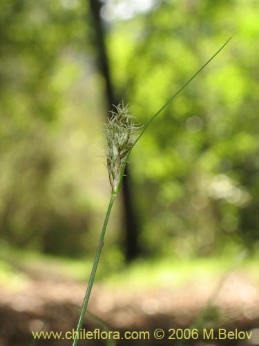 Uncinia sp. #1527の写真