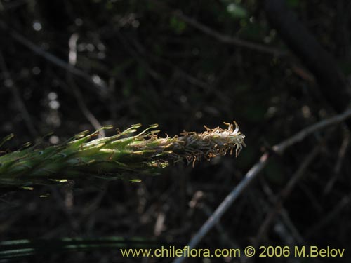 Uncinia tenuis的照片