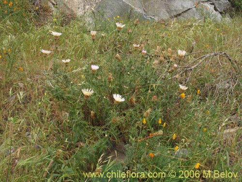 Centaurea chilensisの写真