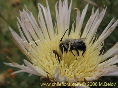 Bild von Centaurea chilensis (Flor del minero). Klicken Sie, um den Ausschnitt zu vergrössern.