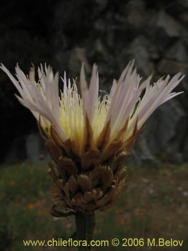Bild von Centaurea chilensis (Flor del minero). Klicken Sie, um den Ausschnitt zu vergrössern.